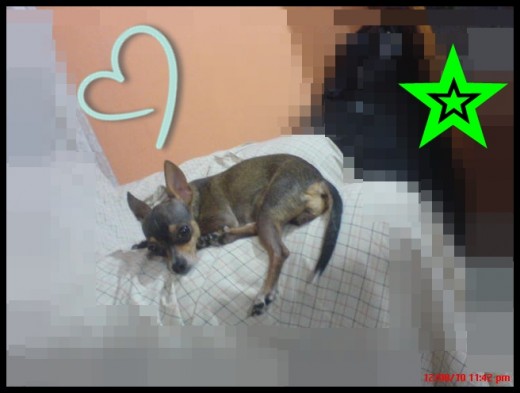fue un dia que estava dormida pero cuando le tome esta photo se desperto :D
esta muy bonitha la perrita chaparrita & grasiosa fue un dia que estava dormida pero cuando le tome esta photo se desperto :D
esta muy bonitha la perrita chaparrita & grasiosa